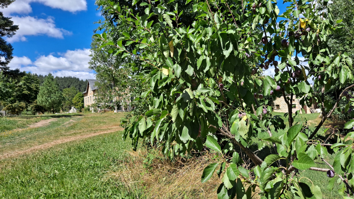Résidence prune